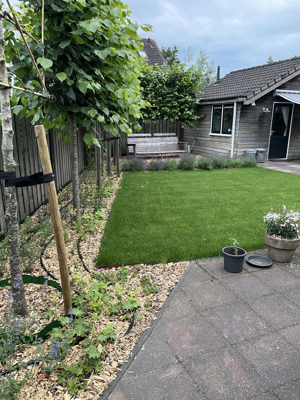 Achtertuin met nieuw gazon, een rij jonge bomen langs de schutting en een grindstrook