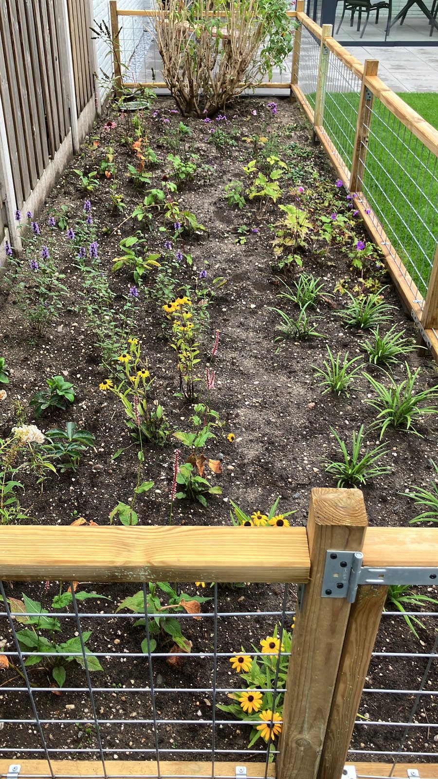 Pas aangeplante border achter een hekwerk van hout en gaas