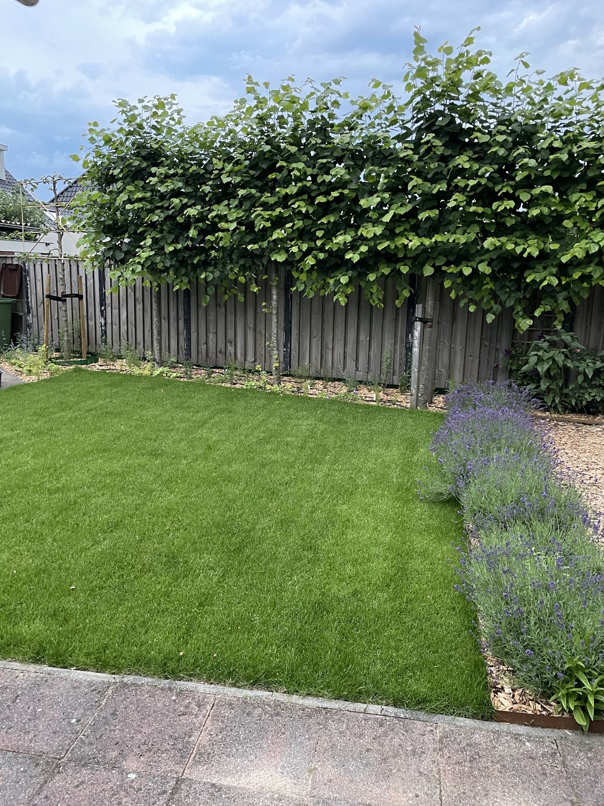 Nieuw gazon met een border vol lavendel onder een rij leibomen